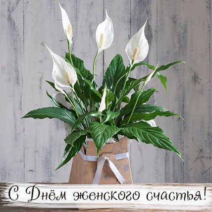 Открытки с Днем женского счастья 2023