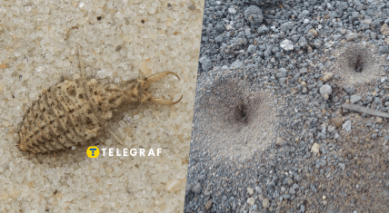 Муравьиный лев обыкновенный