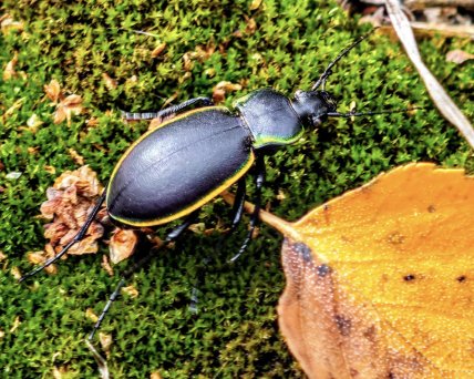 Турун облямований