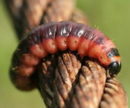 Гусеница Древоточец пахучий