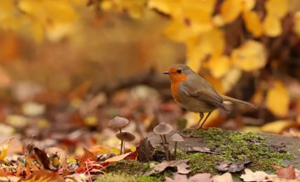 Ольшанка зорянка осенью