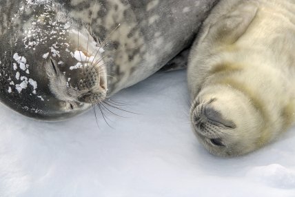 Тюленя Веддела на ім'я SeaBaby з мамою