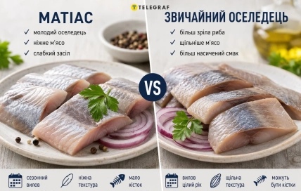 Чем матиас отличается от обычной сельди