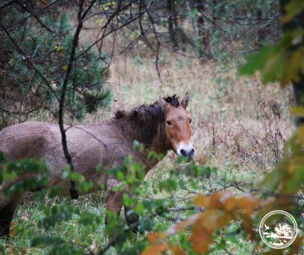 Гибрид коня Пржевальського та свійського коня