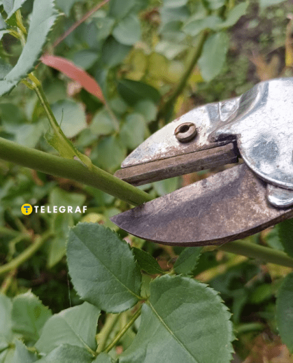 Когда и как правильно обрезать розы на зиму