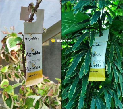 Хищные клещи Agrobio в Польше как спасают от клещей и трипсов