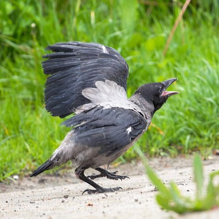 Пташеня ворони