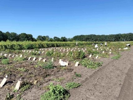 Паперові пакети на полі