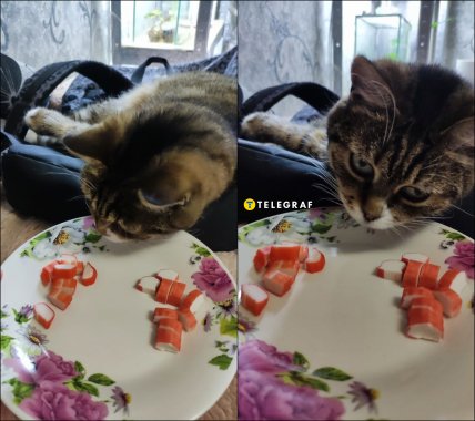 Коты не хотят есть крабовые палочки ни из АТБ, ни из Сильпо
