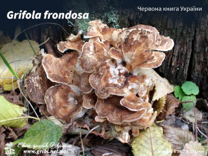 Грифола извитая (Grifola frondosa)
