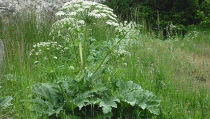 Борщевик Сосновского