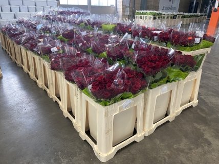 Червоні троянди