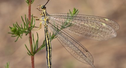 Муравьиный лев обыкновенный