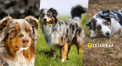 Австралийская овчарка