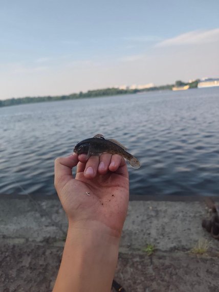 Этот вид достаточно распространен в Днепре