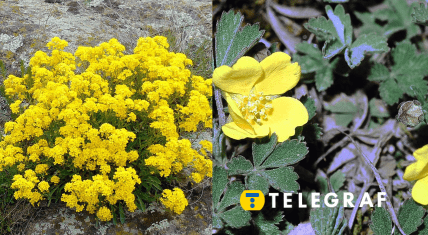 В заповеднике "Медоборы" в Тернопольской области зацвели цветы