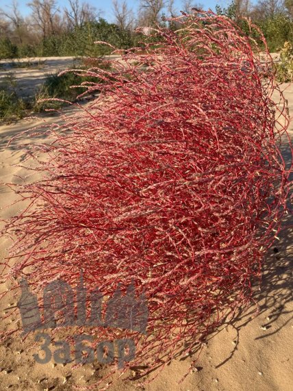 Солонець червоний у Запоріжжі