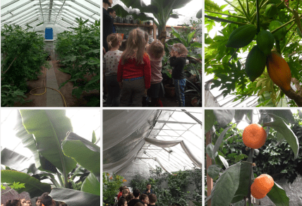 Тропические теплицы