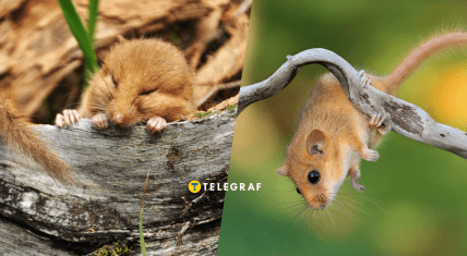 Рідкісна ліскунька