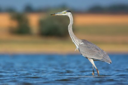 Редкая птица серая цапля