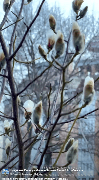 Магнолії у парку "Наталка"