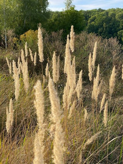 Де росте куничник