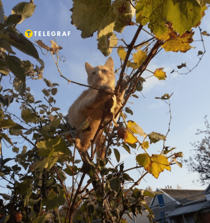 Биопрепараты не вредят животным и котам