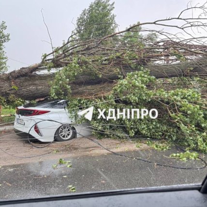 Дерево впало на авто у Дніпрі
