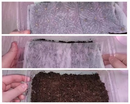 рассада с семенами помидоров