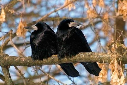 Граки на дереві