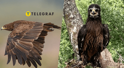 Редкая птица подорлик большой