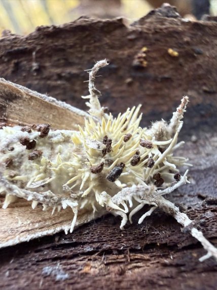 Метелик, якого вразив гриб Akanthomyces або Cordyceps