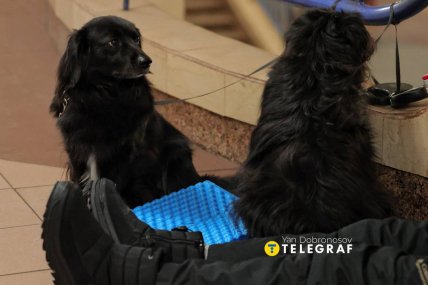 Песики в укрытии метро, ночь на 17 февраля