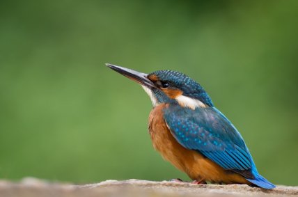 Зимородок голубой