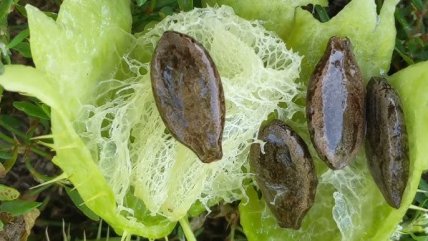 Ежоплодник вьющийся семена