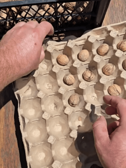 Как почистить орехи быстро