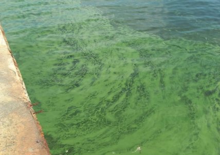 Цветение воды