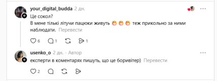 У Києві побачили птаха боривітра