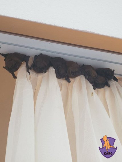 Как защитить квартиру от летучих мышей