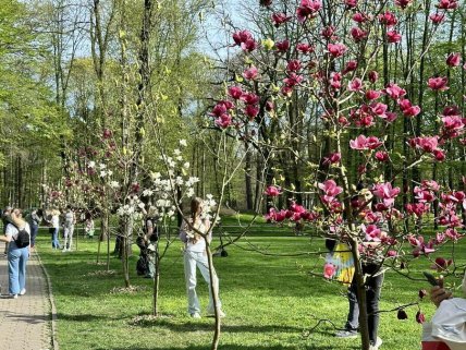 Магнолії в парку Шевченка в Івано-Франківську