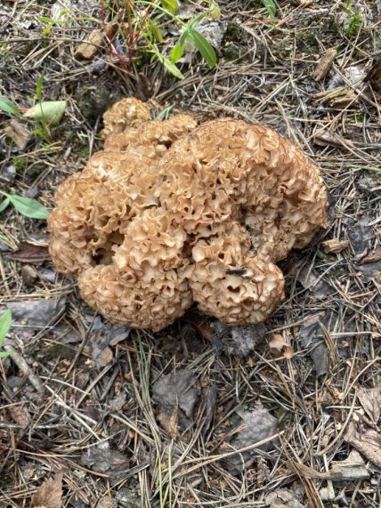 Листочня кучерява