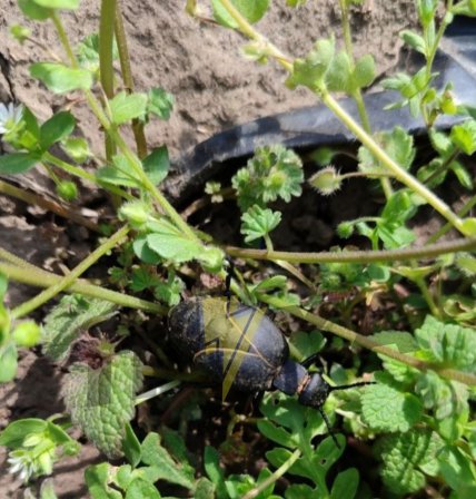 В Запорожье заметили ядовитого жука