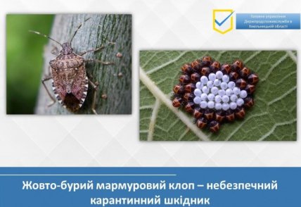 Желто-бурый мраморный клоп – опасный вредитель