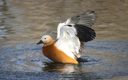 Яркая рыжая птица огар