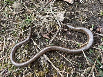 Веретельница восточная