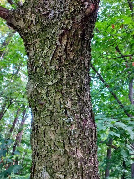 Кора рябины лекарственной