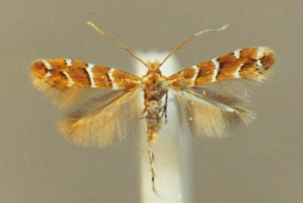 Каштанова мінуюча міль