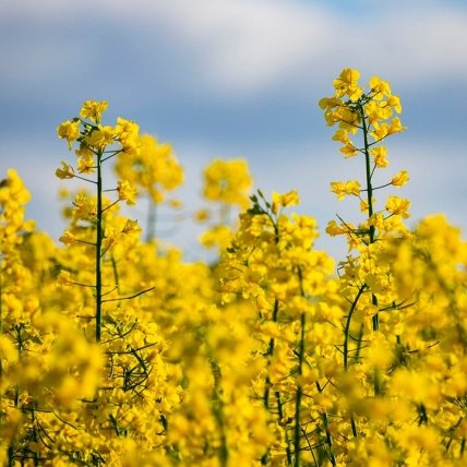 Горчица желтая