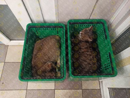 Кошки спят в корзинах в Еве