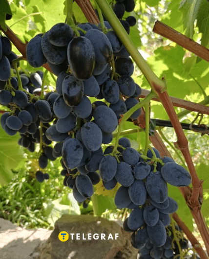 Виноград Юпітер Україна